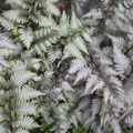 Japanese Painted Fern (Athyrium niponicum pictum)